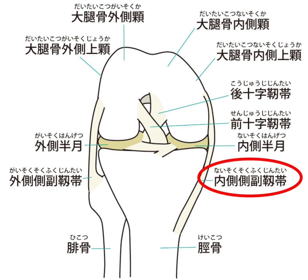 内側側副靭帯のリハビリにお悩みの方が鍛えるべき部位とオススメのトレーニング